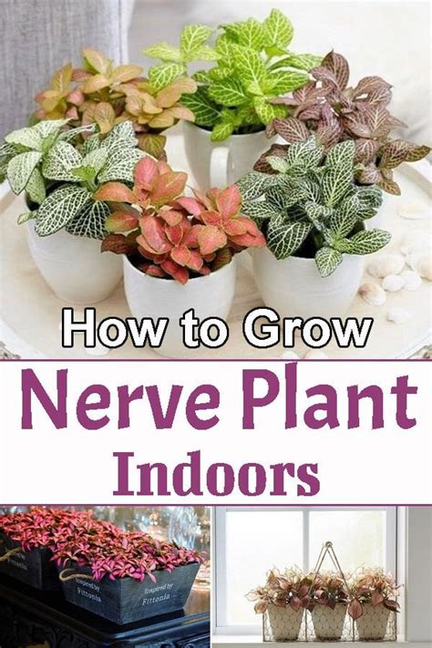 nerve plant moisture meter|nerve plant indoor plant care.